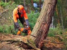 Leaf Removal in Wolf Creek, UT